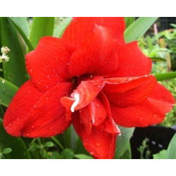 Hipeastrum Kırmızı Tavuskuşu - Amarylis - Kırmızı Tavuskuşu - ampul / yumru / kök - Hippeastrum