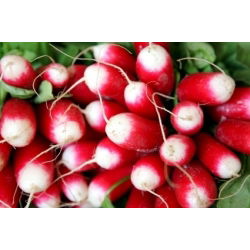 18-dnevno seme redkev - Raphanus sativus - 425 semen - Raphanus sativus L. - semena
