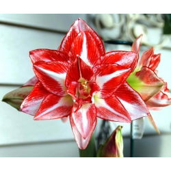 Hippeastrum Pasadena - ampul / yumru / kök