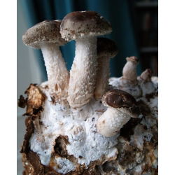 Shiitake - 20 myceliumstik - Lentinula edodes