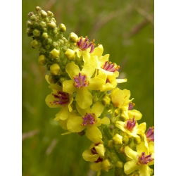 Mitmeaastased rätsepatsi segud seemned - Verbascum sp. - 700 seemnet