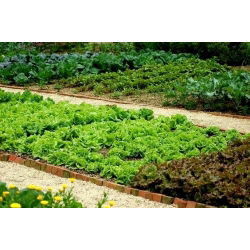 Aedsalat - segu - seemnelint - Lectuca sativa  - seemned
