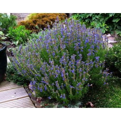 Hisopo - Hyssopus officinalis - Hierba versátil, sabrosa y curativa - Semillas frescas