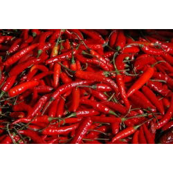 เมล็ดพริกป่น Cayenne - พริก annuum - 65 เมล็ด - Capsicum L.