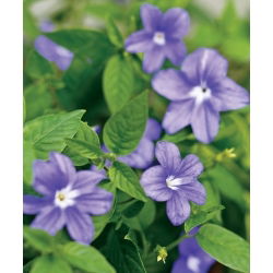 Browallia, Amethyst Flower - Browallia americana - Dainty Blooms for Cottage Gardens - Fresh Seeds