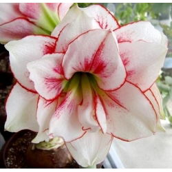 Hipeastrum Afrodit - Amarylis - Afrodit - ampul / yumru / kök - Hippeastrum