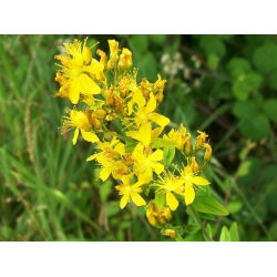 Prikkperikum - 1800 frø - Hypericum perforatum