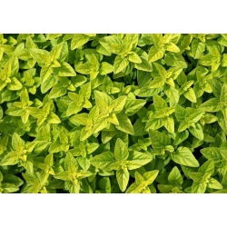 Hạt chanh Basil - Ocimum basilicum citriodora - 325 hạt - Ocimum citriodorum