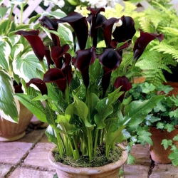 Calas, Alcatraces, Cartuchos - Schwarzwalder - Zantedeschia