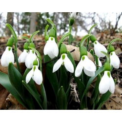 Baltoji snieguolė - pakuotėje yra 5 vnt - Galanthus nivalis