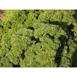 Магданозът мъхове Набъбнали семена - Petroselinum crispum - 1200 семена
