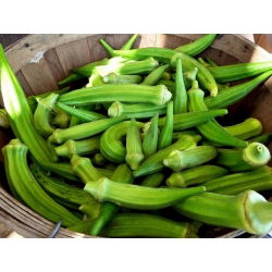 Okra - Clemson Spineless - 30 seemned - Abelmoschus esculentus