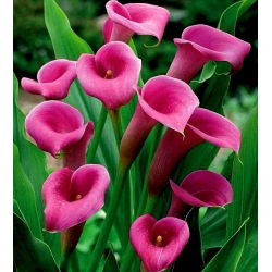 Calas, Alcatraces, Cartuchos - Pink - rosa - Zantedeschia