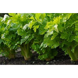 Biji Saderi Nugget - Apium graveolens - 360 biji - benih
