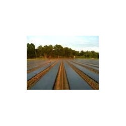 Melnā pret nezāļu vilna (agrotekstils) - zemeņu un meža zemeņu mulčēšanai - 1,60 x 5,00 m - 