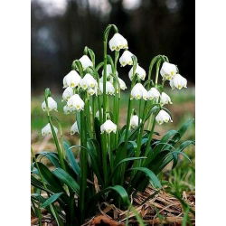 Leucojum aestivum – Sommer-Knotenblume - 5 Zwiebeln