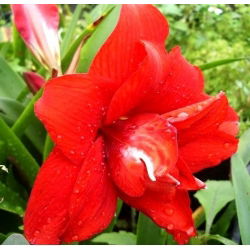 Hipeastrum Kırmızı Tavuskuşu - Amarylis - Kırmızı Tavuskuşu - ampul / yumru / kök - Hippeastrum