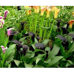 Calas, Alcatraces, Cartuchos - Schwarzwalder - Zantedeschia