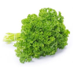 Магданозът мъхове Набъбнали семена - Petroselinum crispum - 1200 семена