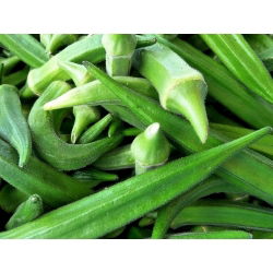 Okra - Clemson Spineless - 30 seemned - Abelmoschus esculentus
