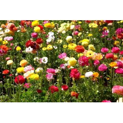 Ranunculus - MIX - paquete de 10 piezas