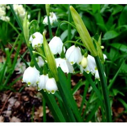 Leucojum aestivum – Sommer-Knotenblume - 5 Zwiebeln