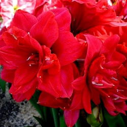 Hipeastrum Kırmızı Tavuskuşu - Amarylis - Kırmızı Tavuskuşu - ampul / yumru / kök - Hippeastrum