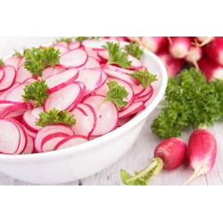 18-dnevno seme redkev - Raphanus sativus - 425 semen - Raphanus sativus L. - semena