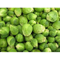 Брюссельська капуста Насіння казіопеї - Brassica oleracea convar.oleracea var.gemmifera - 640 насіння \ t - Brassica oleracea var. gemmifera