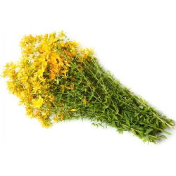 Prikkperikum - 1800 frø - Hypericum perforatum