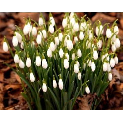Baltoji snieguolė - pakuotėje yra 5 vnt - Galanthus nivalis