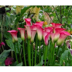 Calas, Alcatraces, Cartuchos - Pink - rosa - Zantedeschia