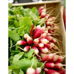 18-dnevno seme redkev - Raphanus sativus - 425 semen - Raphanus sativus L. - semena