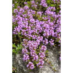Leo Thyme, hạt húng tây Breckland - Thymus serpyllum - 750 hạt