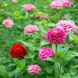 Zinnia Lilliput semințe amestecate - Zinnia elegans - 90 de semințe