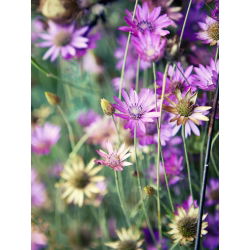 Immortelle - Mixed - Xeranthemum annuum - Long-Lasting Blooms for Dried Bouquets - Fresh Seeds