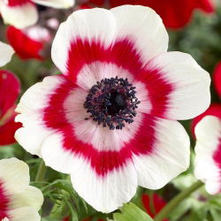 Anemone Bicolor - 8 květinové cibule