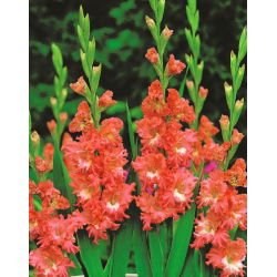 Gladiool Frizzled Coral Lace - pakend 5 tk - Gladiolus Frizzled Coral Lace