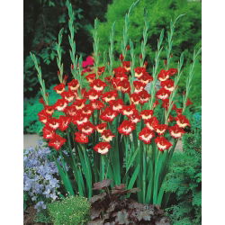 Gladiool Mademoiselle de Paris - pakend 5 tk - Gladiolus Mademoiselle de Paris