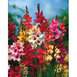 Ixia Mix - paket med 25 stycken