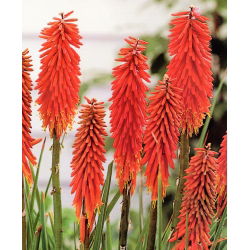 Ķekaru knifofija - Nancy Red - Kniphofia