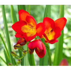 Freesia, Frésia - Single Red - pacote de 10 peças