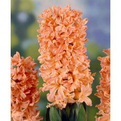 Hyacinthus Țiganul țiganilor - Țiganul tiganos din iacant - 3 bulbi