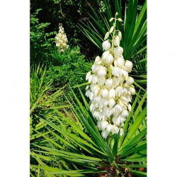 Trævlet palmelilje - Yucca Filamentosa