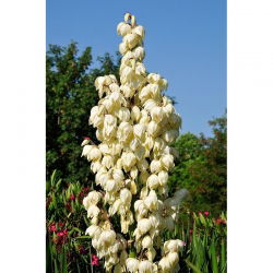 Trævlet palmelilje - Yucca Filamentosa