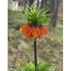 Fritillaria royalialis Aurora - Crown royalial Aurora - củ / củ / rễ - Fritillaria imperialis