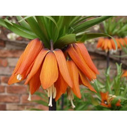 Fritillaria royalialis Aurora - Crown royalial Aurora - củ / củ / rễ - Fritillaria imperialis