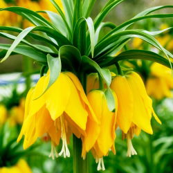 Fritillaria royalialis Lutea - Crown royalial Lutea - củ / củ / rễ - Fritillaria imperialis