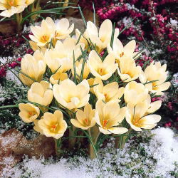 Crocus Cream Beauty - pakend 10 tk