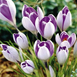 Crocus Vanguard - 10 bebawang